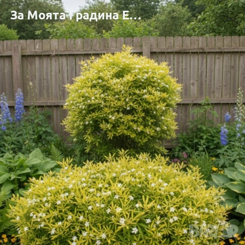 Чойсия - Портокалово цвете, снимка 5 - Градински цветя и растения - 53635435