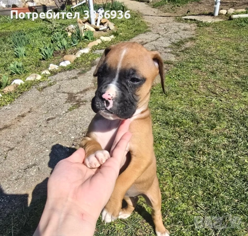 Боксер женско кученце - родено на 23.01, предаване след 20.03, снимка 4 - Боксер - 53794139