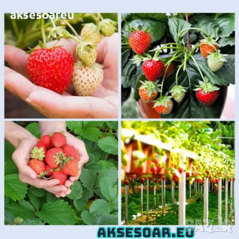 100 бр. ягодови семена от гигантска ягода градинско плодово растение, сладки и вкусни червени ягоди , снимка 9 - Сортови семена и луковици - 47664198