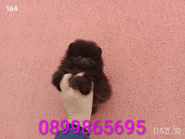 Мъжки шоколадов Померан. Реални снимки от 02.02.26 г. , снимка 6 - Померан - 53324281