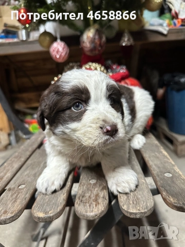 Бебе каракачанка