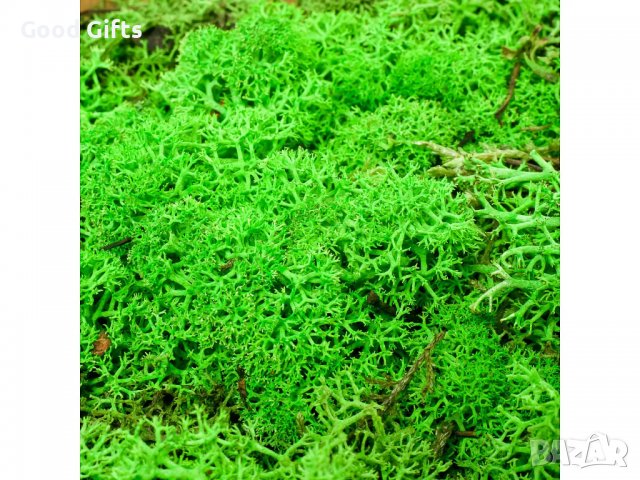 Скандинавски Мъх 500гр, Зелен, снимка 2 - Други стоки за дома - 39872102