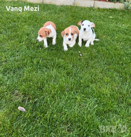 мини Джак Ръсели, снимка 2 - Джак ръсел териер - 52791913