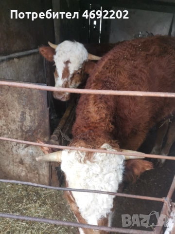 Бикове лимозин, снимка 2 - Крави - 52897780