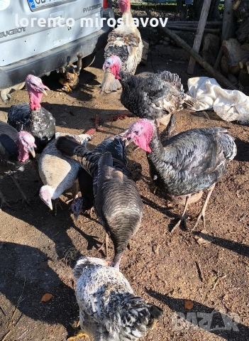 Продавам Пуийки, снимка 9 - Кокошки и пуйки - 52790020
