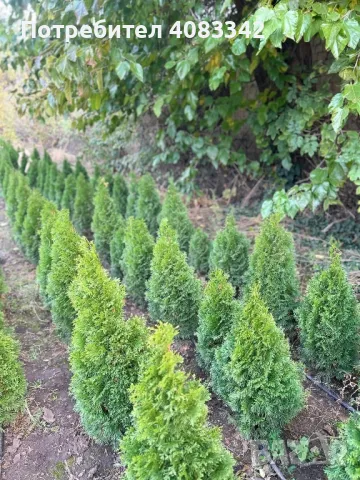 Туя Смарагд, снимка 2 - Градински цветя и растения - 49829369