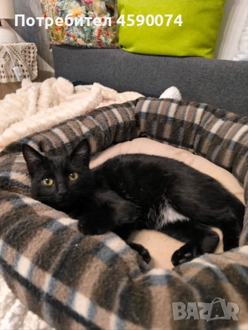 Дани търси дом…❤️, снимка 2 - Други - 52395404