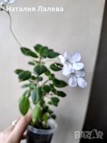 Бяла стрептокарпела, streptocarpella white, снимка 2 - Стайни растения - 53409616