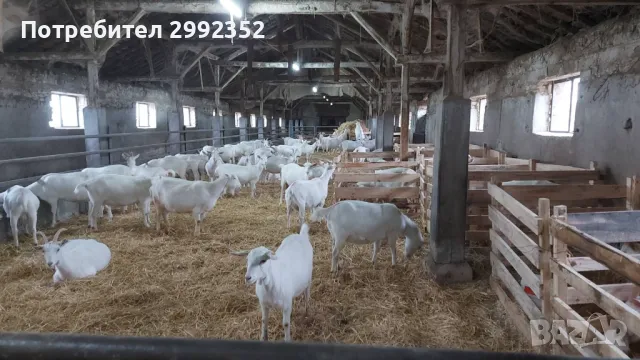 Saanski jenski qreta chistakravni sas sertifikat za poroda , снимка 3 - Кози - 49261553