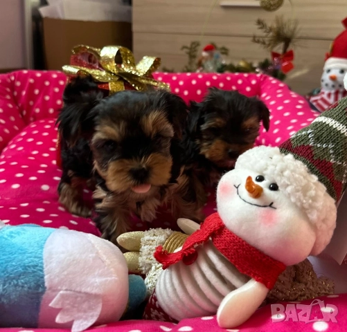 Мини йорки , снимка 5 - Йоркширски териер - 52832440