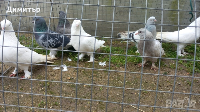 Продавам гълъби Мардини-Турски , снимка 7 - Гълъби - 47886897