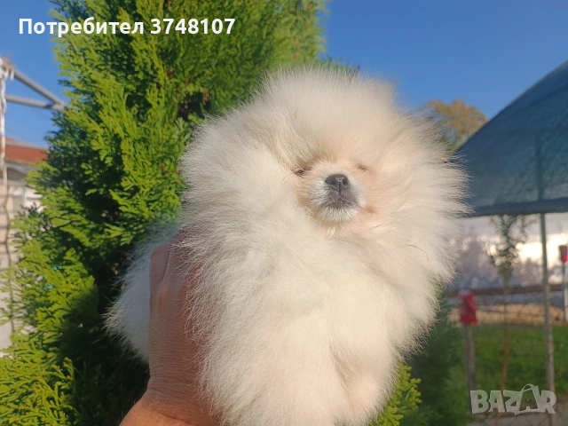Померан/Померани, снимка 10 - Померан - 52920016
