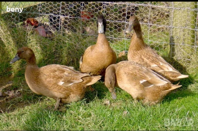 Продавам патици за яйца Каки Кемпбъл, снимка 2 - Патици и гъски - 52874486