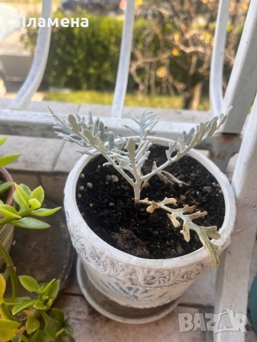 Цвете сенецио с керамична саксия 