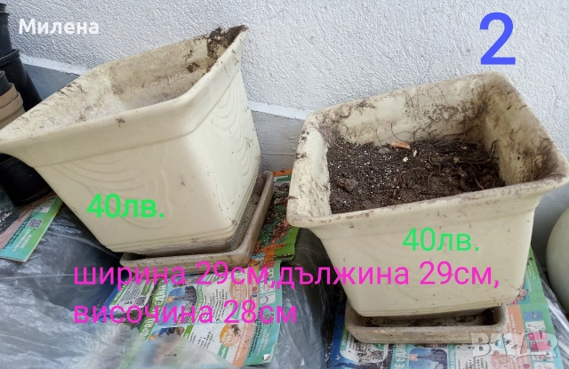 Саксии, снимка 2 - Саксии и кашпи - 53650030