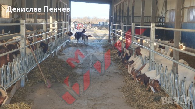 Хранителни решетки със заключващ механизъм за овце и кози, снимка 2 - За селскостопански - 34655140