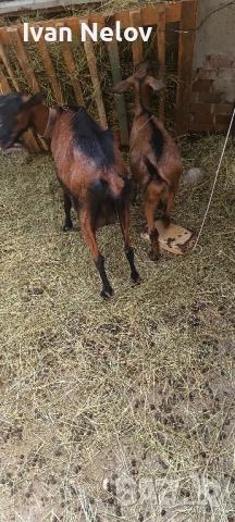 продавам две кози и едно женско яре, снимка 1