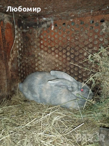 Продавам зайци, снимка 7 - Други - 50753326