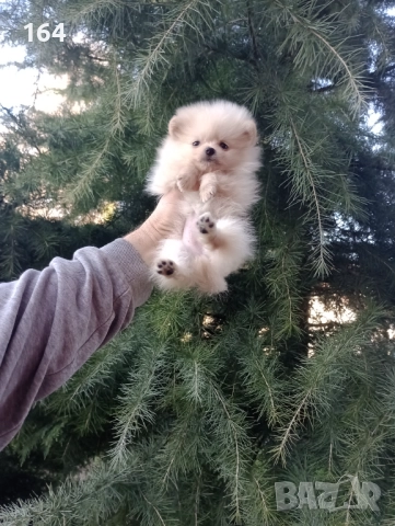 Женски мини Померан . Снимки от 27.12.25 г, снимка 2 - Померан - 52908522