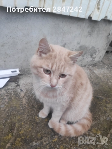 Бежов кротушко, снимка 2 - Други - 52572486