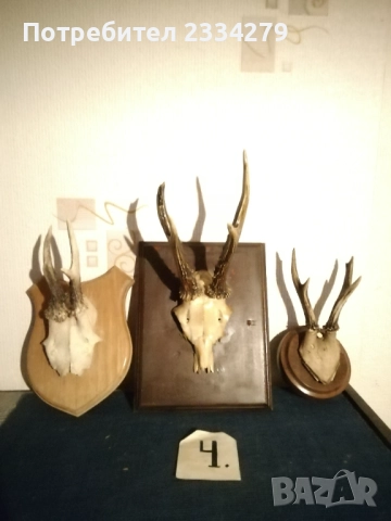 Рога, ловна сбирщина от 70-80те години, снимка 11 - Колекции - 52583206