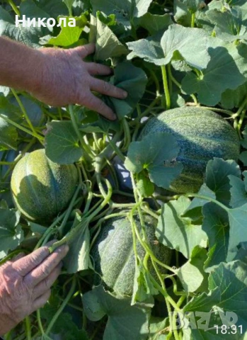 Разсад дини и пъпеши, снимка 7 - Разсади - 53251687