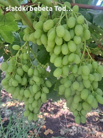 УСЛУГИ ПО ЛОЗАРСТО И ОВОЩАРСТО , снимка 2 - Други оферти за работа - 52306654