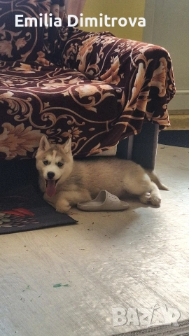 продавам кучета хъскита , снимка 4 - Хъски - 53786479