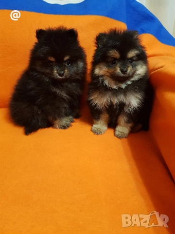 Померан померанчета свободни Гр София, снимка 13 - Померан - 52967032