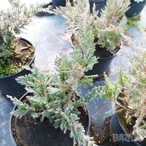 Хвойна Блу Чип, Juniperus hor. Blue Chip , снимка 7 - Градински цветя и растения - 39298508