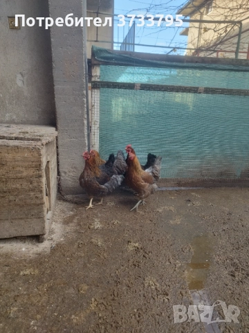 Катунски кокошки , снимка 7 - други­ - 52687803