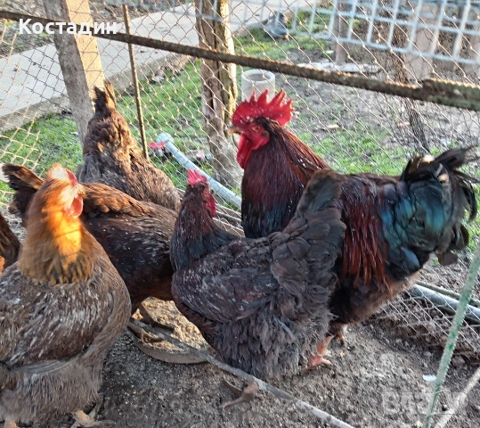 Разподни яйца , снимка 3 - Кокошки и пуйки - 53142090