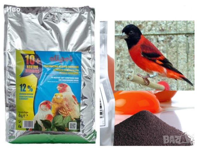 Канарче певческо в Канари в гр. София - ID41586523 — Bazar.bg