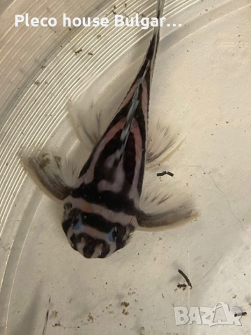 Pleco L046 Hypancistrus zebra / 4броя, снимка 3 - Рибки - 52321154
