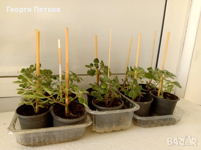 Дърво на Парите, снимка 5 - Стайни растения - 53636434