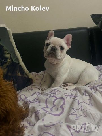 френски булдог Блу тен платинум 