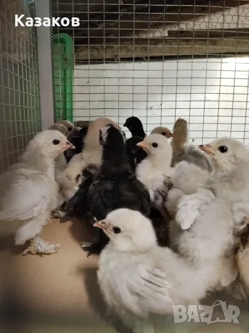 Продавам мини кохин