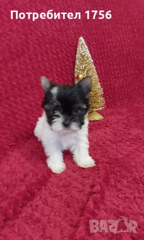 Малко сладко Биверче., снимка 2 - Йоркширски териер - 52930865