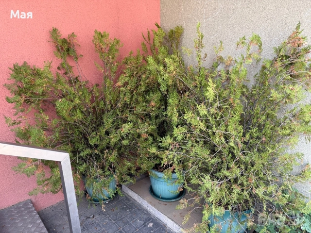 20 лева туи! Имаме 4 броя. Високи са 150 см.. 