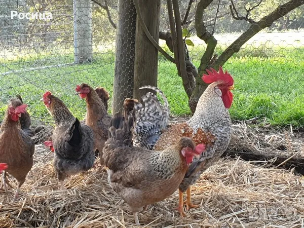 Разплодни яйца от Легбар, снимка 2 - други­ - 48804311