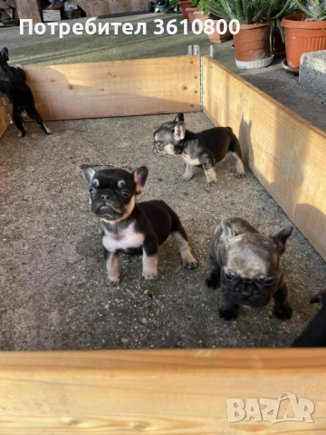 малки кученца френски булдог, снимка 2 - Други - 52531465