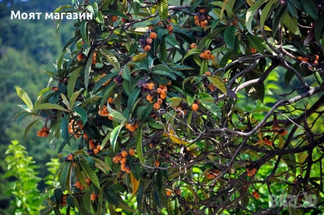 Японска Мушмула, снимка 4 - Градински цветя и растения - 53632490