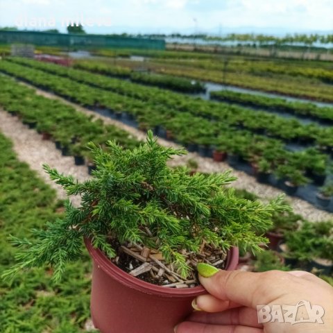 Juniperus Green Carpet, Хвойна Зелен Килим!!!, снимка 7 - Градински цветя и растения - 39478963