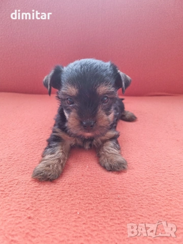 Йоркшир териер 