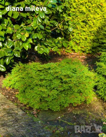 Chamaecyparis Pygmaea, снимка 1