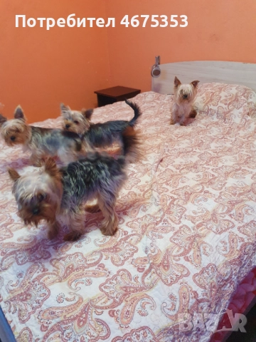 Мини Йорки йоркширски териер 4 кученца, снимка 6 - Йоркширски териер - 52770169