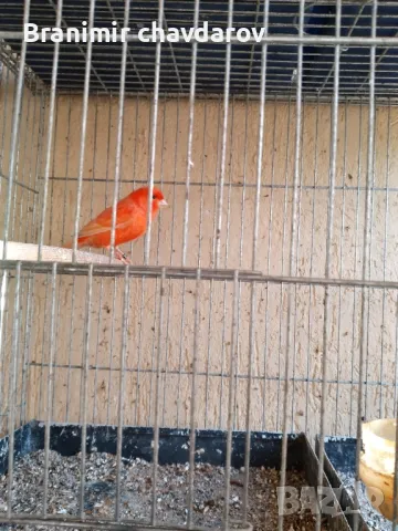 продавам канари 