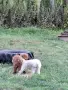 Пудел той априкот, снимка 4