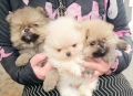 Померан, померанче, снимка 1