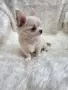 чихуахуа момченце , снимка 2